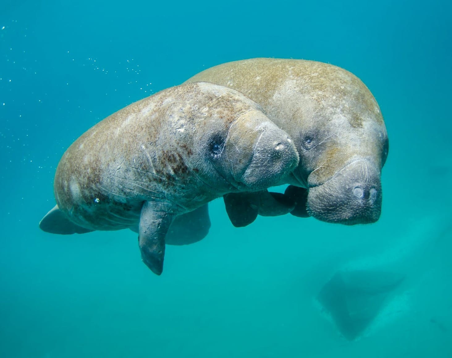  Our Next Cohort's Nickname Is the Manatees. Here's Why That's Special.