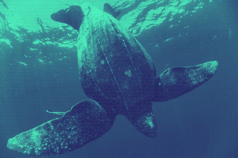 About sea turtles and the stubborn persistence of Learning for Action