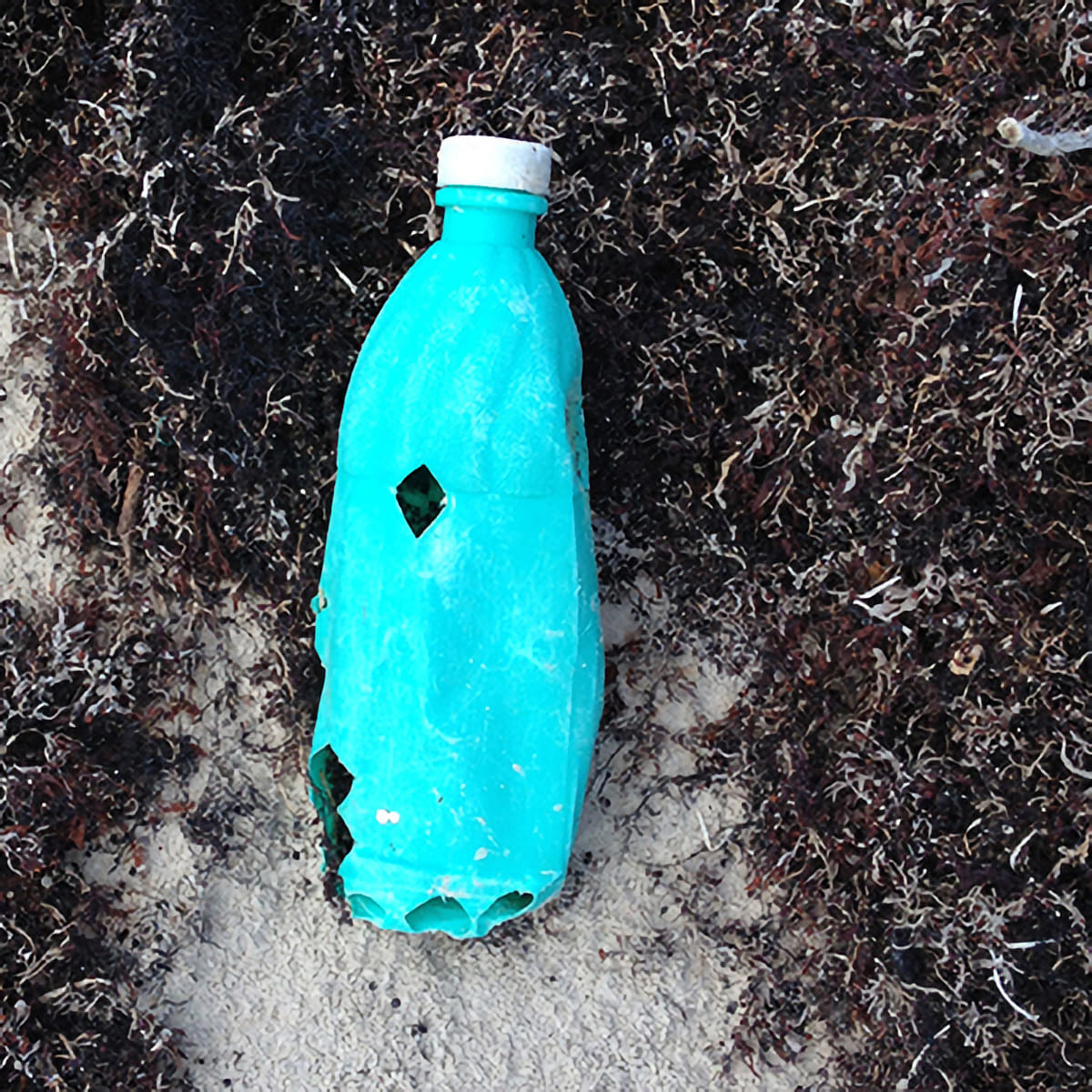 A single-use plastic bottle found along Texas' shoreline with sea turtle bite markings. Credit: NOAA